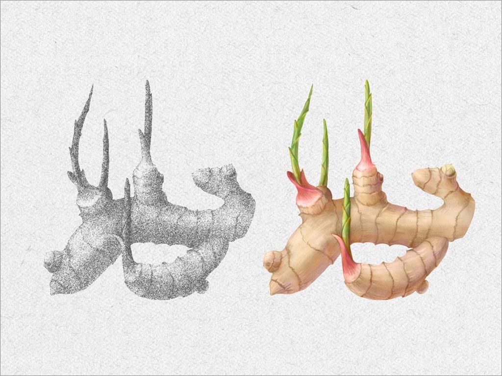 印度尼西亞IMMUNO傳統(tǒng)姜汁草藥飲料包裝設(shè)計(jì)之核心插圖繪制