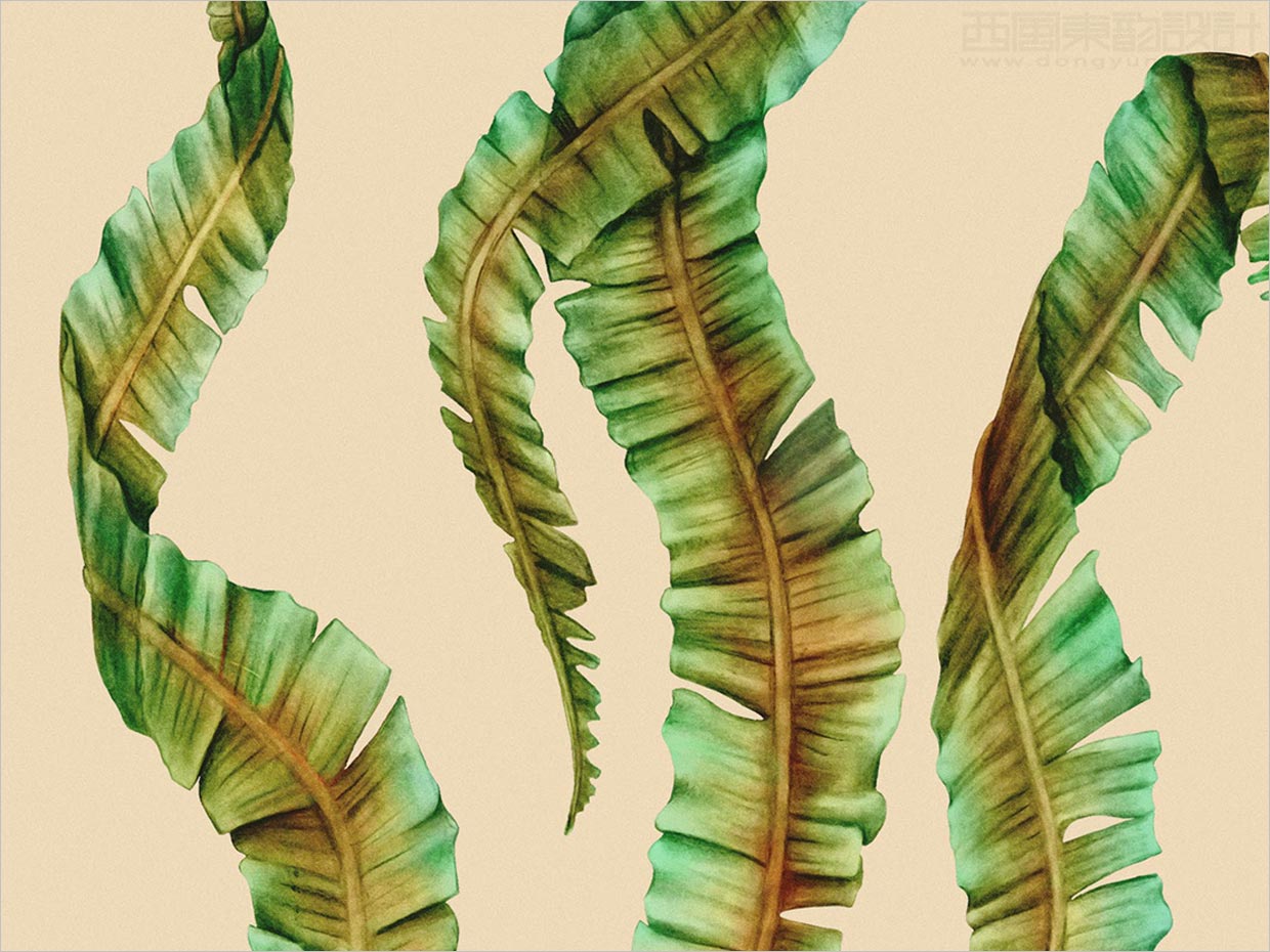 挪威Sjy海藻片素食海鮮休閑食品包裝設(shè)計(jì)之插圖設(shè)計(jì)