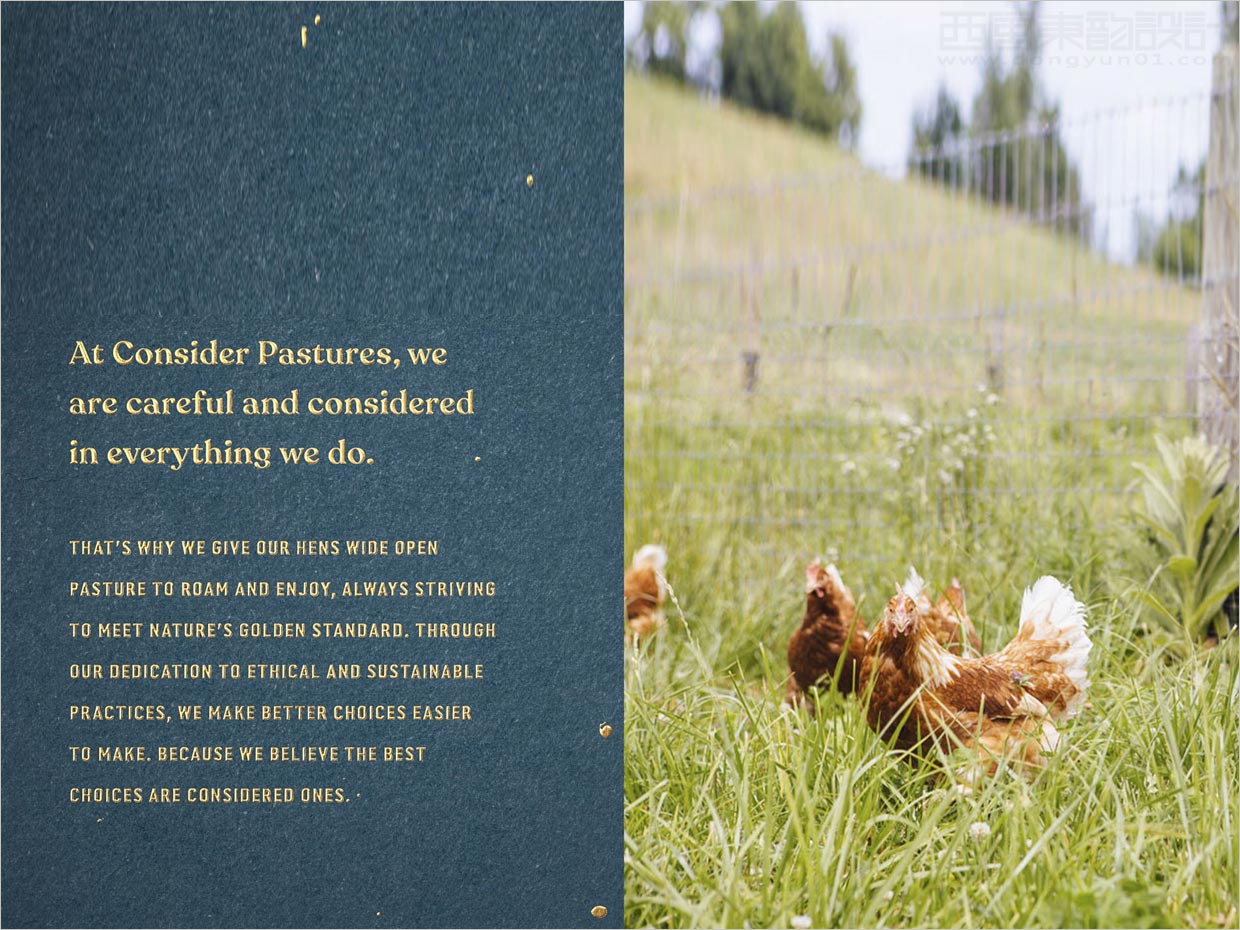 美國Consert Pastures雞蛋品牌產(chǎn)品手冊(cè)設(shè)計(jì)
